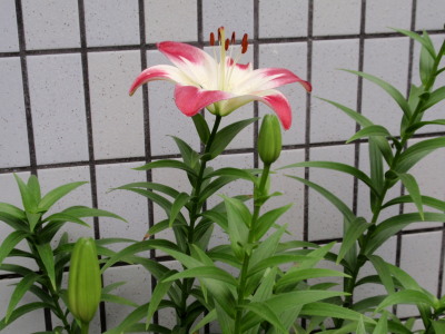 c0097838_1414158.jpg