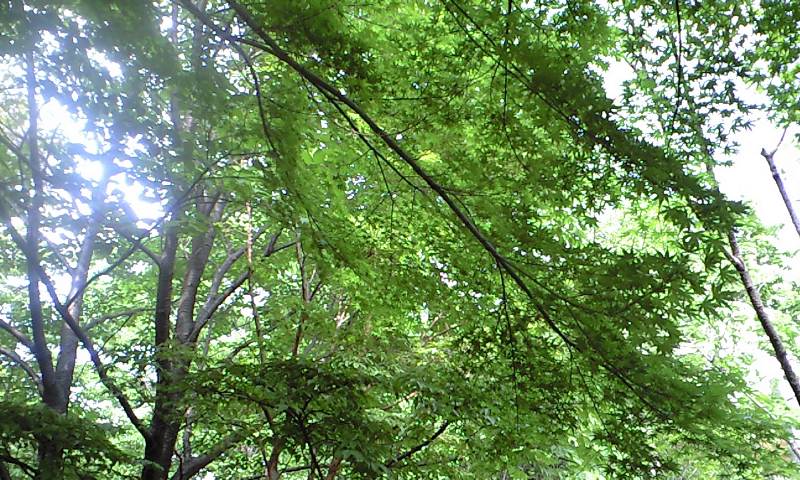 b0067341_20331034.jpg