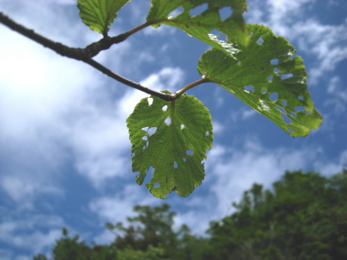 ６３回　９８座　２０１０年６月２日　雲仙国見岳　普賢岳_c0179351_19173836.jpg