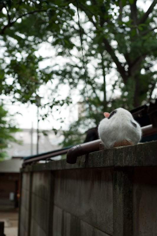 護国寺～池袋　猫探しの散歩２_f0192156_2318558.jpg