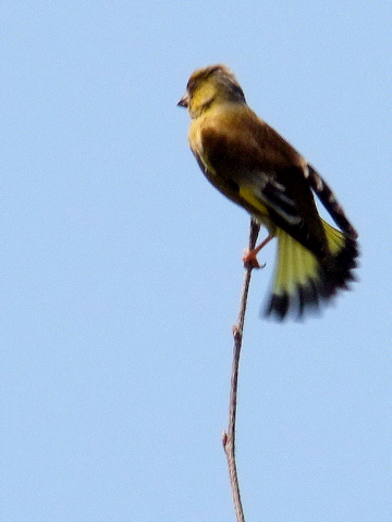 b0165760_21324671.jpg