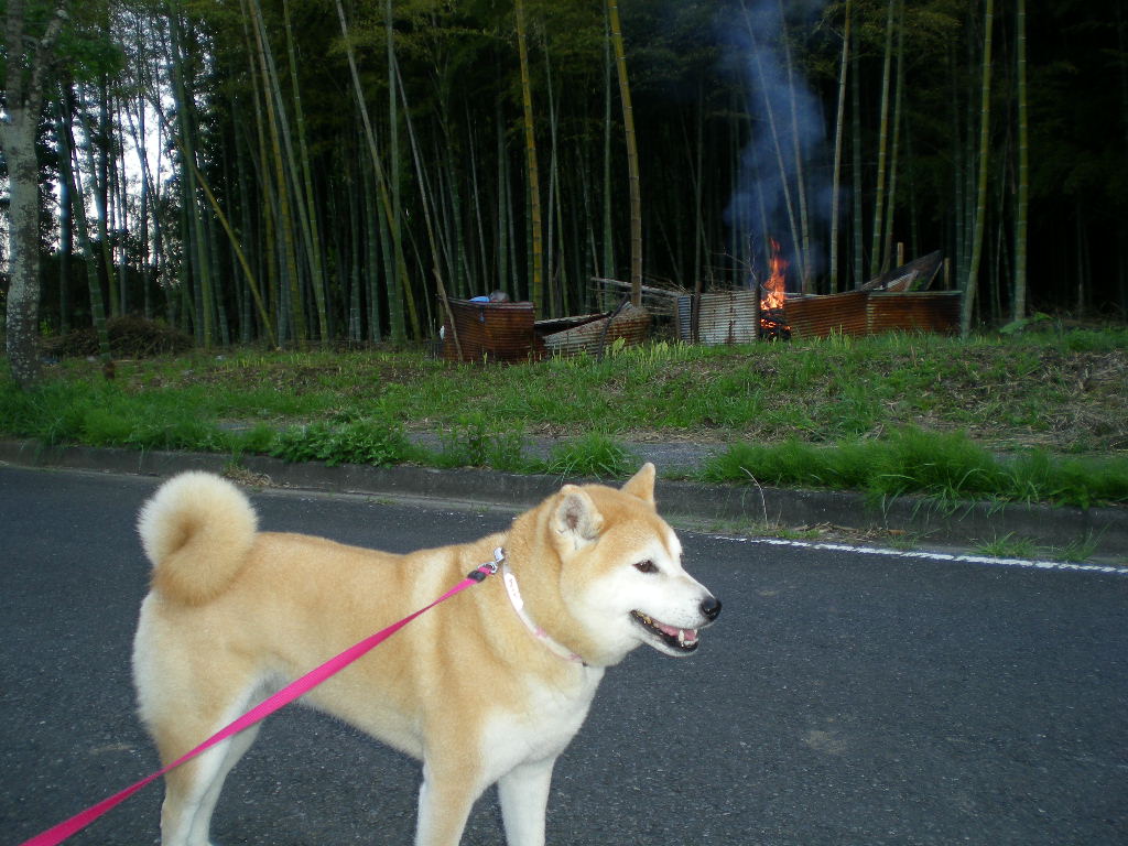 2010.6.2.水 心ちゃんは無事に帰るのか・・・?_f0060461_8363263.jpg