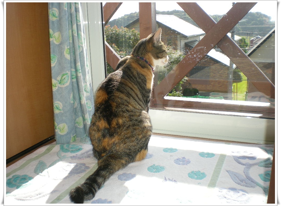 2010.6.2.水 心ちゃんは無事に帰るのか・・・?_f0060461_84343.jpg