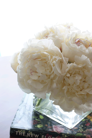 芍薬_f0215262_1610880.gif