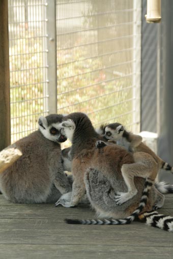 京都市動物園　初夏2_b0160363_11153542.jpg