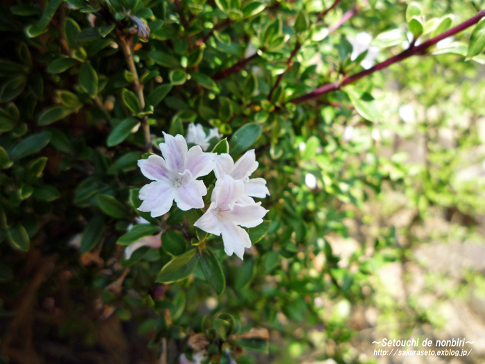 西国寺の紫陽花_c0120976_15591316.jpg