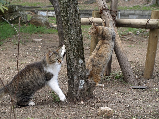 『梅林猫・三猫子(さんびょうし)揃って･････♪』_d0054276_2045960.jpg