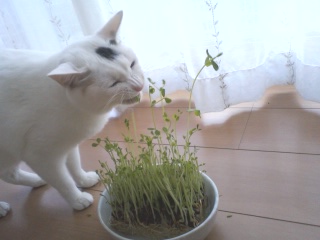 ねこ草か？ 豆苗、か。_a0137279_856635.jpg