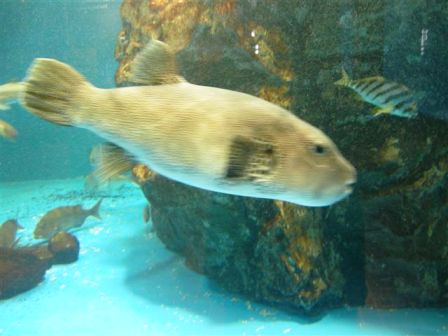 長崎ペンギン水族館(その1)_c0172180_18293065.jpg