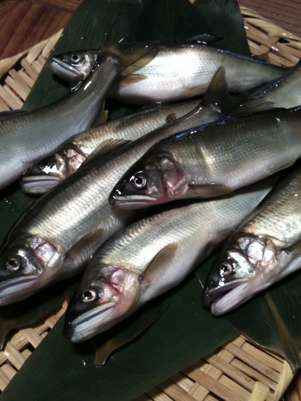 鮎(あゆ)釣り解禁_b0162386_082062.jpg