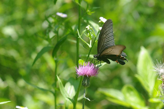 ■　初夏の蝶 (3)　　　10.6.2　　　（アカタテハ、アサギマダラ、カラスアゲハ）_e0070891_20535892.jpg