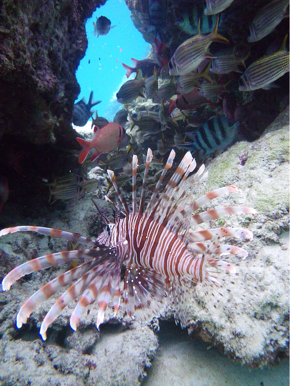 座間味島　ケラマブルー　ボートシュノーケルツアー_b0089616_15155265.jpg