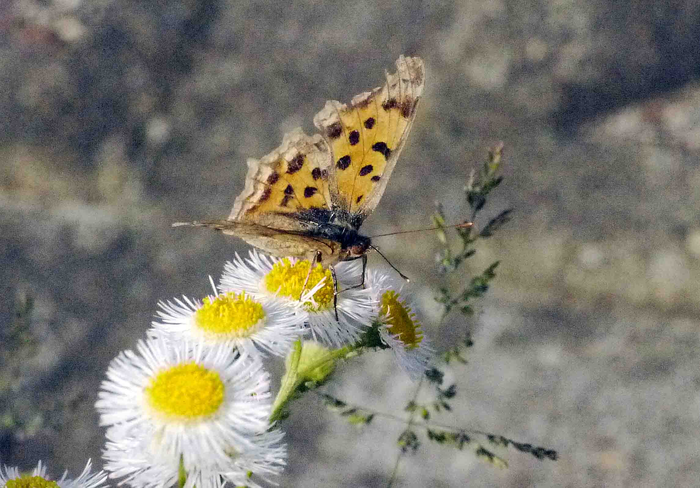 d0156718_9514838.jpg