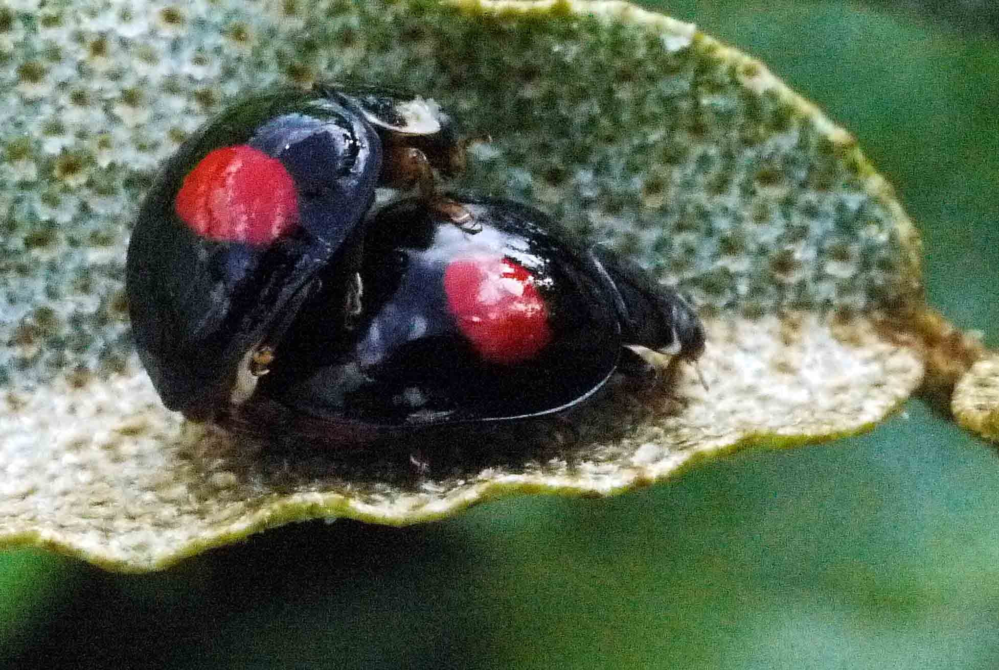 大正川の畔/生命の輝き　　　カメラは視た（５）　_d0156718_9525934.jpg