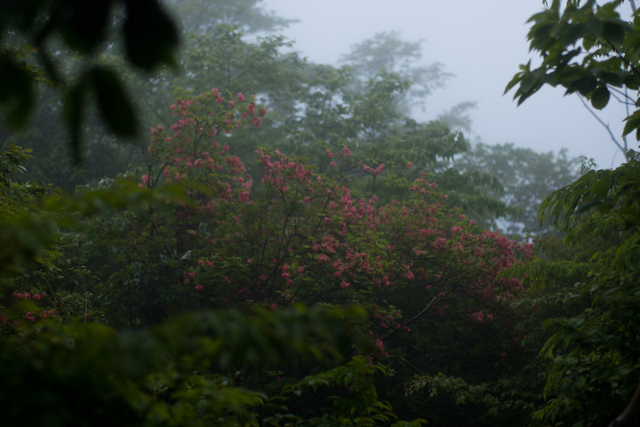 冷たい雨降る伊豆ヶ岳_e0051018_2015157.jpg