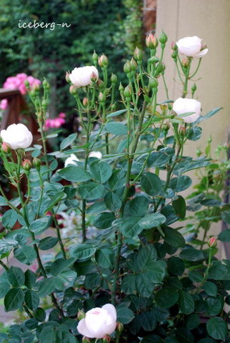 薔薇 ブリーズ 小さな庭