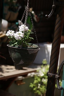 f0170524_87292.jpg