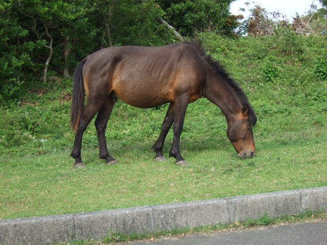 お馬さんを眺めに行こう。_c0038334_20145248.jpg