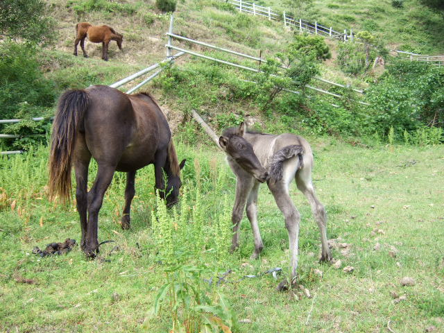 お馬さんを眺めに行こう。_c0038334_201514.jpg