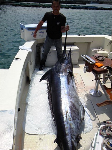 6月2日　すさみ沖　　クロカワ150.5kg　【カジキ・マグロトローリング】_f0009039_15315252.jpg