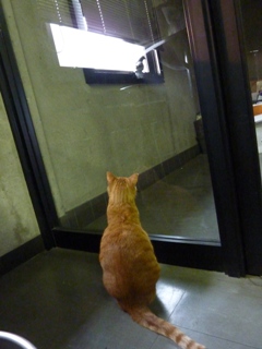昼の鳩さん猫 しぇる編。_a0143140_2121282.jpg