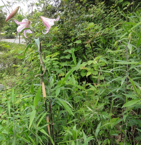 c0108460_05151.jpg