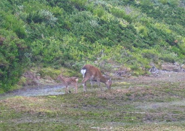 2010.5.29～6.2屋久島の山旅_c0219866_12582952.jpg