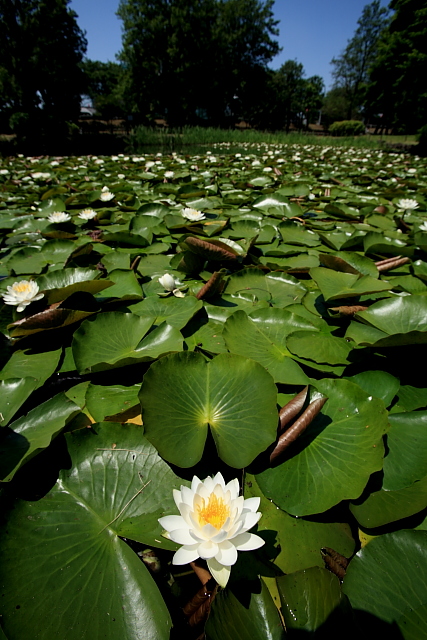 水生植物_e0117969_20373721.jpg