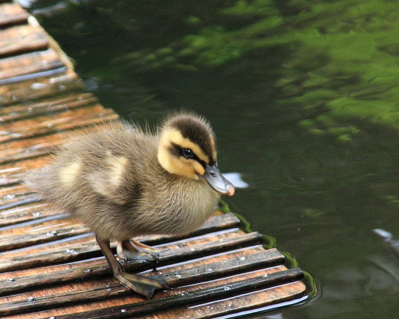 カルガモ赤ちゃん誕生！_f0105570_22273091.jpg