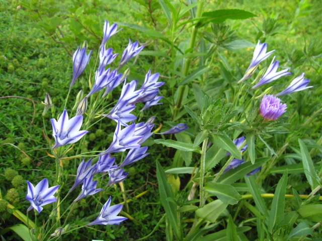 ブローディア ルディ 風の通る庭