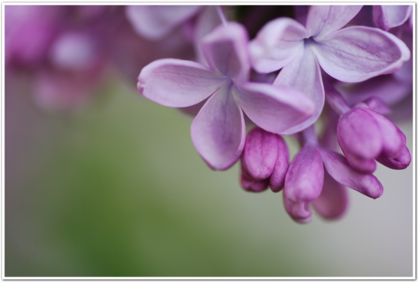 今日の花　　ライラック_f0167379_2259322.jpg