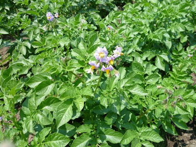 野菜畑の近況　２０１０/０６/０３(木)_c0145581_22271843.jpg