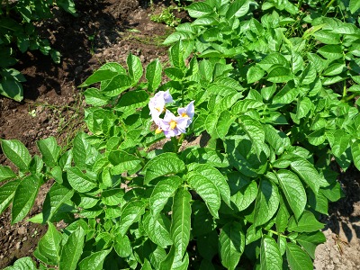 野菜畑の近況　２０１０/０６/０３(木)_c0145581_22274678.jpg