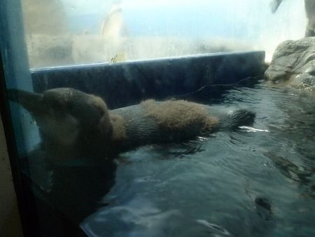 水族館はおもしろい。　　＜その３＞_d0056282_21575191.jpg