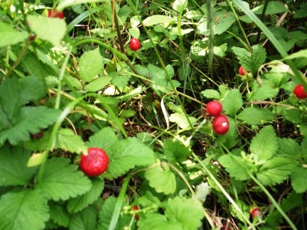虫さされ の 特効薬 ヘビイチゴの焼酎漬け 柴まみママの大多喜便り 虫さされ の 特効薬 ヘビイチゴの焼酎漬け 柴まみママの大多喜便り