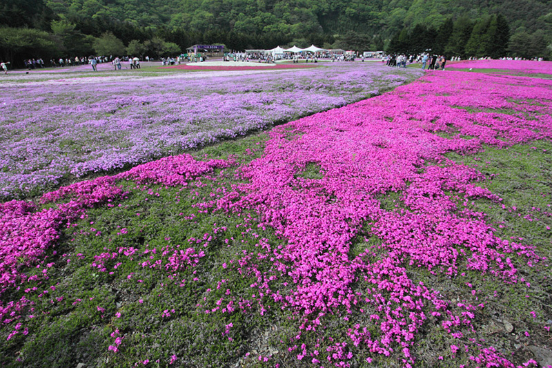 10.05.22：山中湖花の都公園、忍野八海、本栖湖リゾートの芝桜５_c0007190_19325652.jpg