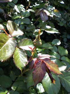 a0134394_9175639.jpg