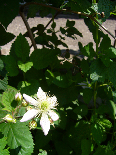 b0100094_14373433.jpg