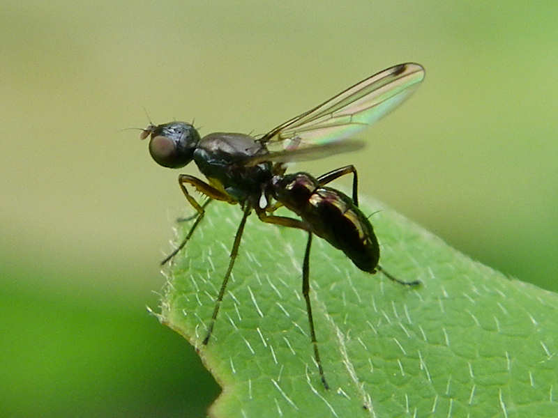 ヒトテンツヤホソバエ（西公園 2010/05/26撮影）_f0204094_2116835.jpg