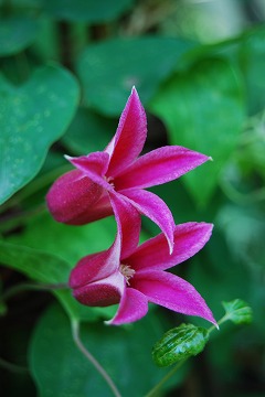 c0124100_20444139.jpg