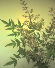 c0164401_144890.jpg
