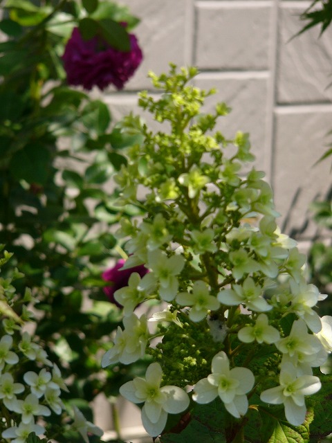 a0123003_19463850.jpg