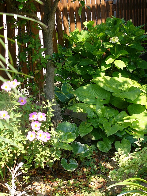 a0123003_1953391.jpg