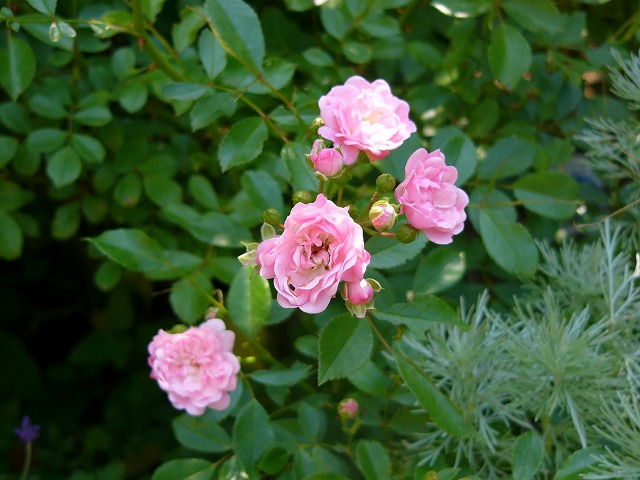 a0123003_2061353.jpg