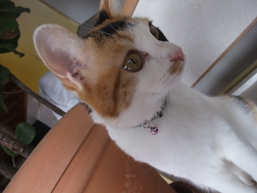 家を守るネコ 家工房