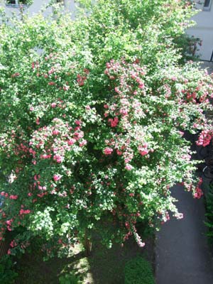 e0149604_236285.jpg