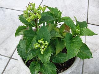 c0201113_23113550.jpg