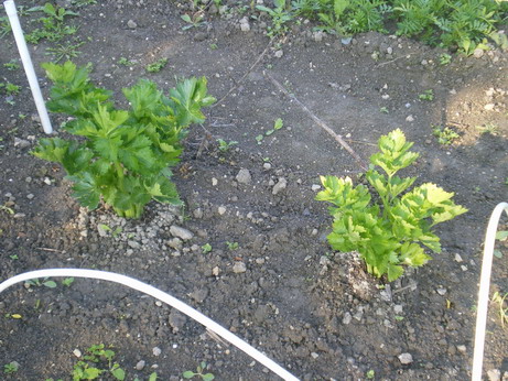 c0124619_8234817.jpg
