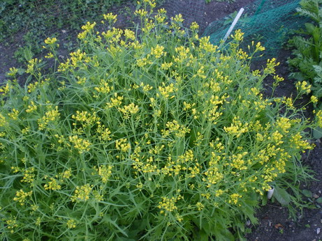 c0124619_823619.jpg