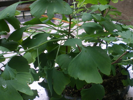 c0124619_864427.jpg